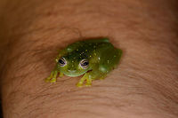Frog with yellow spots on guide's hand, Santa María, Colombia  Boyacá,Colombia,Santa María,South America,World