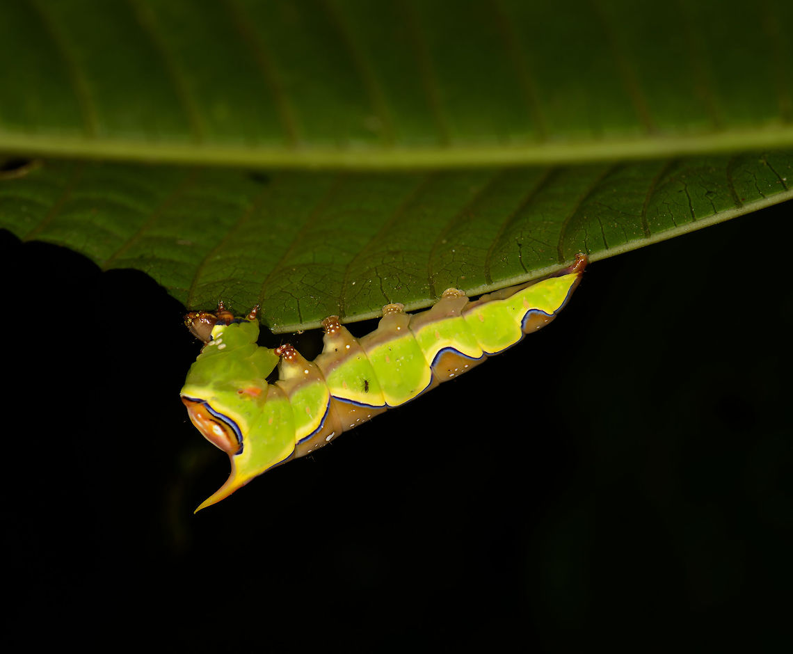 Rhuda difficilis, Santa Mar&iacute;a, Colombia  Boyac&aacute;,Colombia,Rhuda difficilis,Santa Mar&iacute;a,South America,World