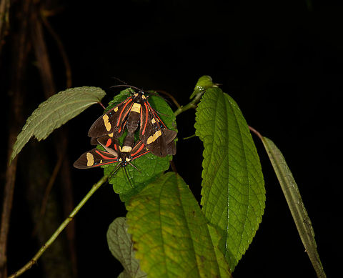 Large colorful moth pair (Histioea sp.), Santa María, Colombia Black, red and yellow. Boyacá,Colombia,Histioea meldolae,Santa María,South America,World