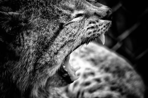 Lynx Yawn  BestZOO,Eurasian Lynx,Geotagged,Lynx lynx,The Netherlands