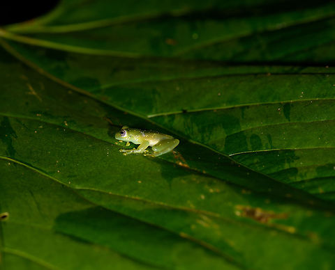 Small frog on leaf, Santa María, Colombia Closeup:
https://www.jungledragon.com/image/48587/frog_with_yellow_spots_on_guides_hand_santa_mara_colombia.html Boyacá,Colombia,Santa María,South America,World