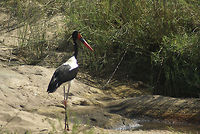 Saddle-billed Stork Love the appearance of this stork. I wish I could have come closer for a full shot. Birds,Ephippiorhynchus senegalensis,Saddle-billed Stork,South Africa,Stork