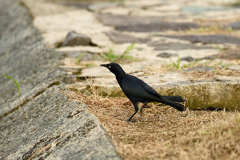 Carib grackle, Santa María, Colombia Male. A bold and investigative bird. Boyacá,Carib grackle,Colombia,Quiscalus lugubris,Santa María,South America,World