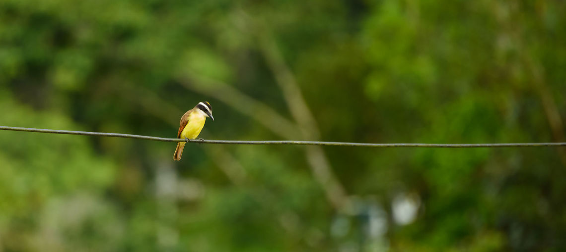 Great kiskadee, Santa María, Colombia  Boyacá,Colombia,Great kiskadee,Pitangus sulphuratus,Santa María,South America,World