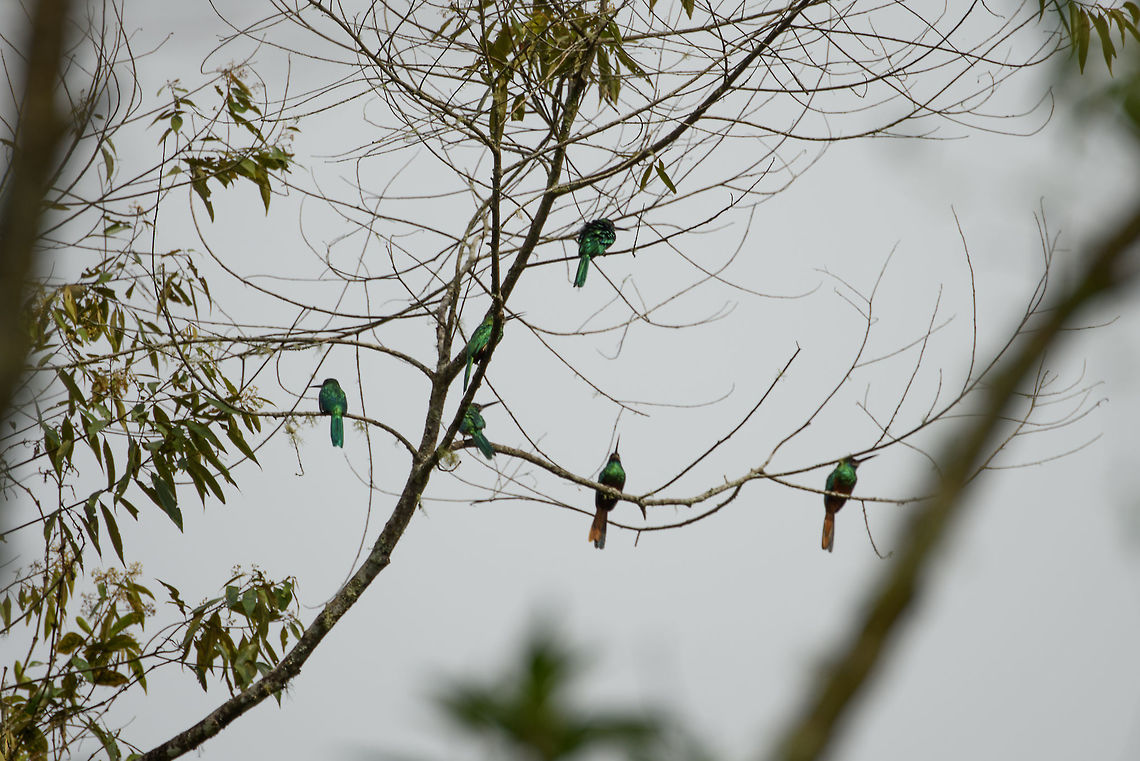 Flock of White-chinned jacamars, Santa María, Colombia Poor photo, but happy to see them in large numbers. Boyacá,Colombia,Galbula tombacea,Santa María,South America,White-chinned jacamar,World