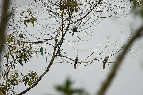 Flock of White-chinned jacamars, Santa Mar&iacute;a, Colombia Poor photo, but happy to see them in large numbers. Boyac&aacute;,Colombia,Galbula tombacea,Santa Mar&iacute;a,South America,White-chinned jacamar,World
