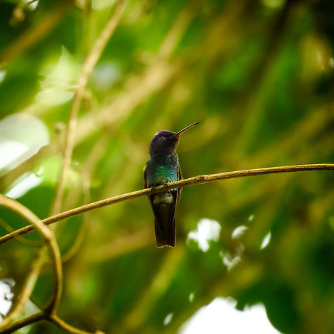 Golden-tailed sapphire posing, Santa Mar&iacute;a, Colombia  Boyac&aacute;,Chrysuronia oenone,Colombia,Fall,Geotagged,Golden-tailed sapphire,Santa Mar&iacute;a,South America,World