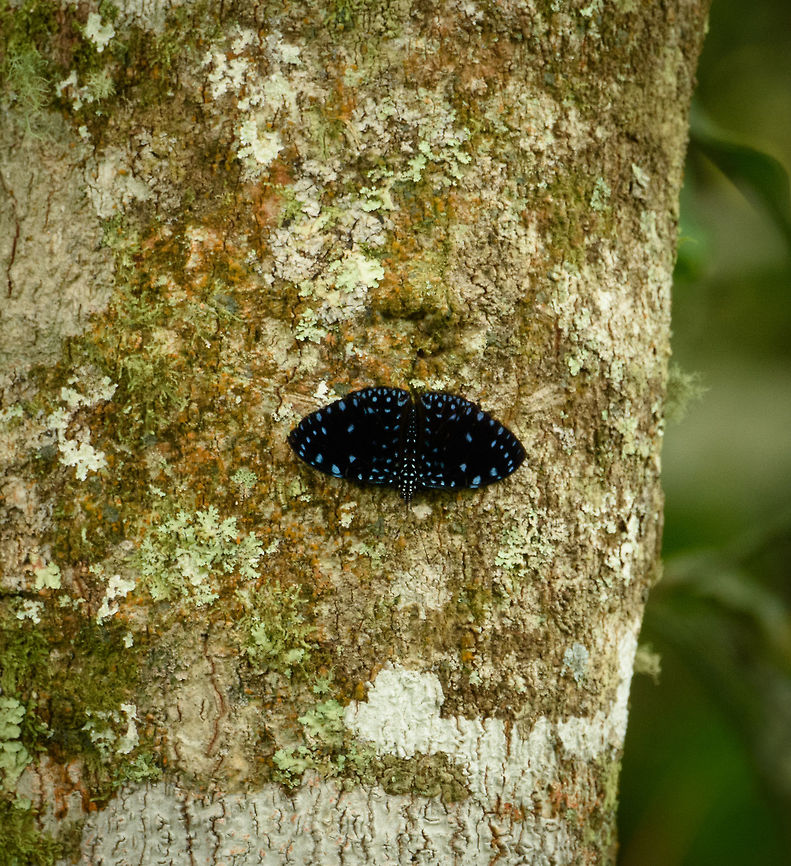 Starry Night Cracker, Santa Mar&iacute;a, Colombia Update: found the species.<br />
<br />
Struggling to identify this one. It's not in the local booklet that documents butterflies in the area. It's also not in this impressive butterfly guide of the area (warning: big 25MB PDF):<br />
<a href="http://www.neotropicalbutterflies.com/colombiapdf/PDFs/PDF09_SantaMaria_Abr15_2015.pdf" rel="nofollow">http://www.neotropicalbutterflies.com/colombiapdf/PDFs/PDF09_SantaMaria_Abr15_2015.pdf</a><br />
<br />
I've submitted it to a dutch determination group on Facebook, awaiting feedback. Boyac&aacute;,Colombia,Hamadryas laodamia,Santa Mar&iacute;a,South America,Starry Night Cracker or Starry Cracker,World
