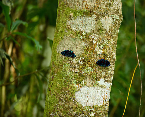 Starry Night Cracker duo, Santa Mar&iacute;a, Colombia Fun fact: they are called "crackers" because they make a cracking sound when taking off. Boyac&aacute;,Colombia,Fall,Geotagged,Hamadryas laodamia,Santa Mar&iacute;a,South America,Starry Night Cracker,World