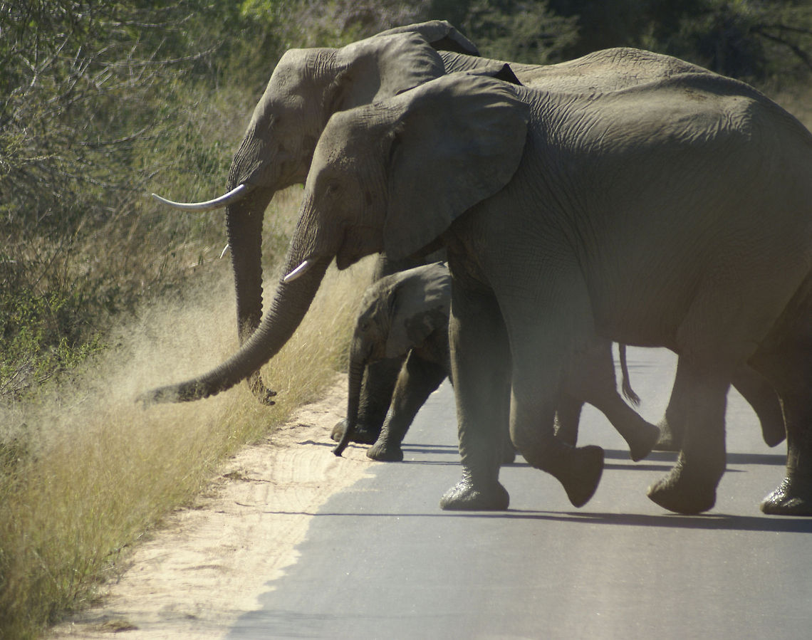 Elephant family crossing the road Notice the protective formation that guards the baby. A baby that would actually push over any grown man. African Bush Elephant,African Elephant,Kruger,Loxodonta africana,Proboscidea