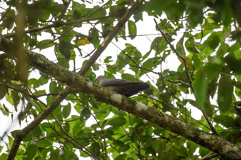 Ruddy Pigeon, Santa María, Colombia  Boyacá,Colombia,Patagioenas subvinacea,Ruddy pigeon,Santa María,South America,World