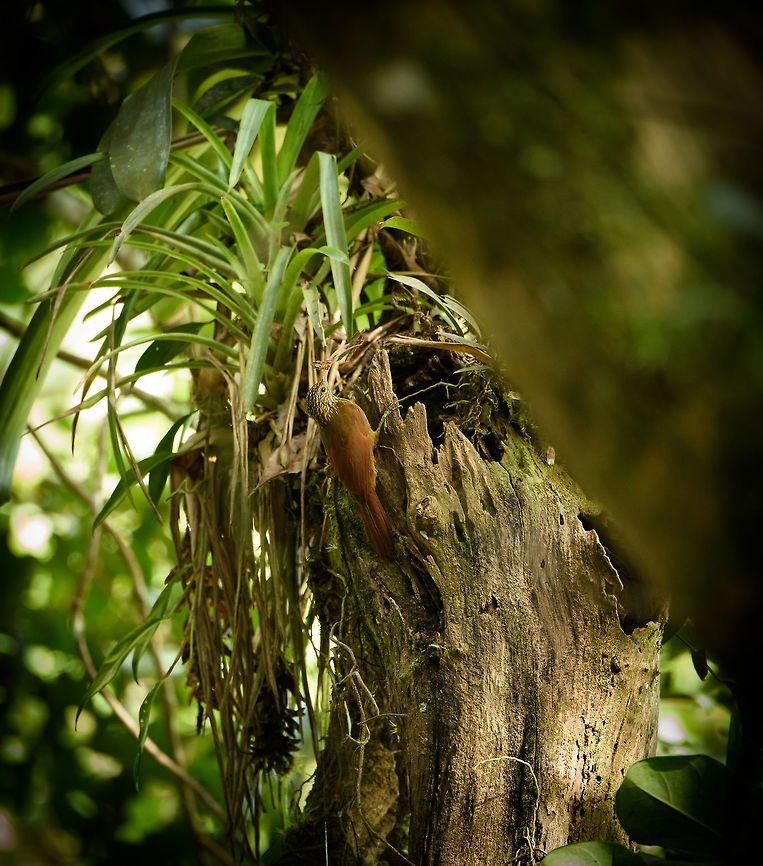Streak-headed woodcreeper collecting nest material, Santa Mar&iacute;a, Colombia  Boyac&aacute;,Colombia,Fall,Geotagged,Lepidocolaptes souleyetii,Santa Mar&iacute;a,South America,Streak-headed woodcreeper,World