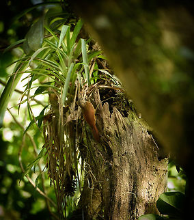 Streak-headed woodcreeper collecting nest material, Santa Mar&iacute;a, Colombia  Boyac&aacute;,Colombia,Fall,Geotagged,Lepidocolaptes souleyetii,Santa Mar&iacute;a,South America,Streak-headed woodcreeper,World