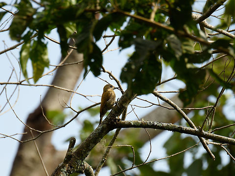 Red-rumped woodpecker (female), Santa Mar&iacute;a, Colombia Male nearby:
https://www.jungledragon.com/image/48705/red-rumped_woodpecker_male_santa_mara_colombia.html Boyac&aacute;,Colombia,Santa Mar&iacute;a,South America,Veniliornis kirkii,World,red-rumped woodpecker