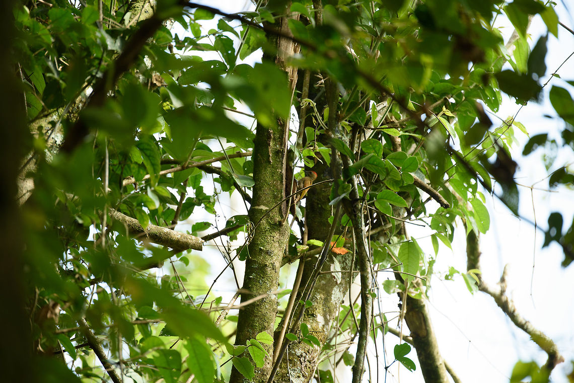 Red-rumped woodpecker (male), Santa María, Colombia Photo is too poor to further crop it, sorry. Female:<br />
<figure class="photo"><a href="https://www.jungledragon.com/image/48704/red-rumped_woodpecker_female_santa_mara_colombia.html" title="Red-rumped woodpecker (female), Santa Mar&iacute;a, Colombia"><img src="https://s3.amazonaws.com/media.jungledragon.com/images/2/48704_thumb.jpg?AWSAccessKeyId=05GMT0V3GWVNE7GGM1R2&Expires=1759968010&Signature=z8EH%2BHRj4Z1QgrD%2FXsugFZyn4pA%3D" width="200" height="150" alt="Red-rumped woodpecker (female), Santa Mar&iacute;a, Colombia Male nearby:<br />
https://www.jungledragon.com/image/48705/red-rumped_woodpecker_male_santa_mara_colombia.html Boyac&aacute;,Colombia,Santa Mar&iacute;a,South America,Veniliornis kirkii,World,red-rumped woodpecker" /></a></figure> Boyacá,Colombia,Fall,Geotagged,Santa María,South America,Veniliornis kirkii,World,red-rumped woodpecker