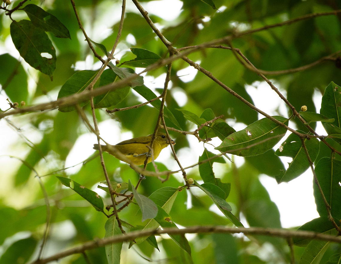 Thick-billed euphonia (female), Santa María, Colombia  Boyacá,Colombia,Euphonia laniirostris,Santa María,South America,Thick-billed euphonia,World