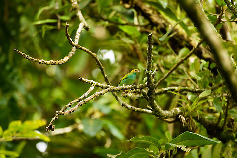 Bay-headed tanager perched, Santa Mar&iacute;a, Colombia I was initially confused about the species on the photo. Due the light circumstances, the head looks light orange, yet in the shadows (another photo) it looks deep red, which brings out the Bay-headed tanager as prime candidate. Bay-headed tanager,Boyac&aacute;,Colombia,Santa Mar&iacute;a,South America,Tangara gyrola,World