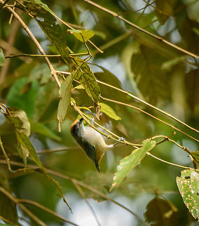 Burnished-buff tanager feeding, Santa Mar&iacute;a, Colombia  Boyac&aacute;,Colombia,Santa Mar&iacute;a,Scrub tanager,South America,Tangara vitriolina,World