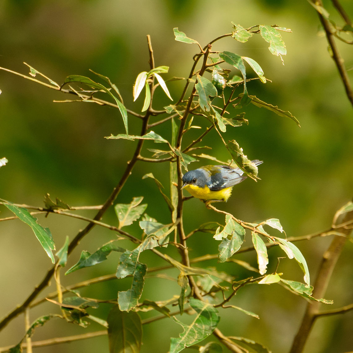 Tropical parula, Mambita, Santa María, Colombia  Boyacá,Colombia,Fall,Geotagged,Santa María,Setophaga pitiayumi,South America,Tropical parula,World
