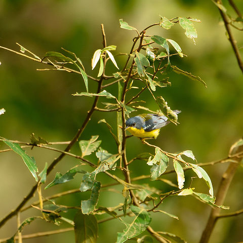 Tropical parula, Mambita, Santa Mar&iacute;a, Colombia  Boyac&aacute;,Colombia,Fall,Geotagged,Santa Mar&iacute;a,Setophaga pitiayumi,South America,Tropical parula,World