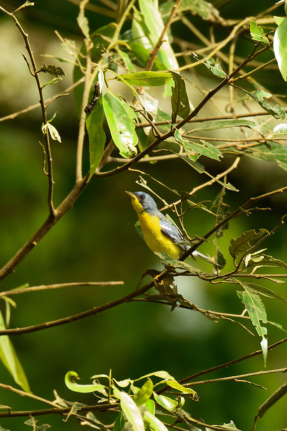 Tropical parula side view, Mambita, Santa María, Colombia  Boyacá,Colombia,Fall,Geotagged,Santa María,Setophaga pitiayumi,South America,Tropical parula,World