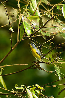 Tropical parula side view, Mambita, Santa María, Colombia  Boyacá,Colombia,Fall,Geotagged,Santa María,Setophaga pitiayumi,South America,Tropical parula,World