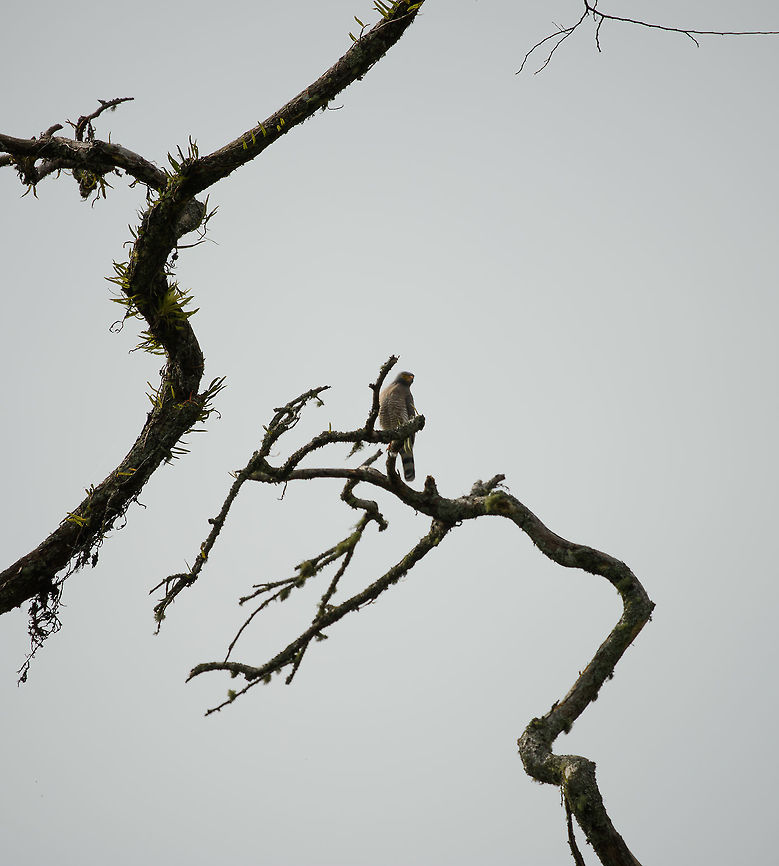 Roadside Hawk, Santa Mar&iacute;a, Colombia The Andes region must be paradise for birds of prey like these. Elevation differences, enormous amounts of prey, good conditions all year long. Boyac&aacute;,Buteo magnirostris,Colombia,Fall,Geotagged,Roadside Hawk,Santa Mar&iacute;a,South America,World