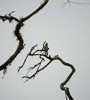 Roadside Hawk, Santa María, Colombia The Andes region must be paradise for birds of prey like these. Elevation differences, enormous amounts of prey, good conditions all year long. Boyacá,Buteo magnirostris,Colombia,Fall,Geotagged,Roadside Hawk,Santa María,South America,World