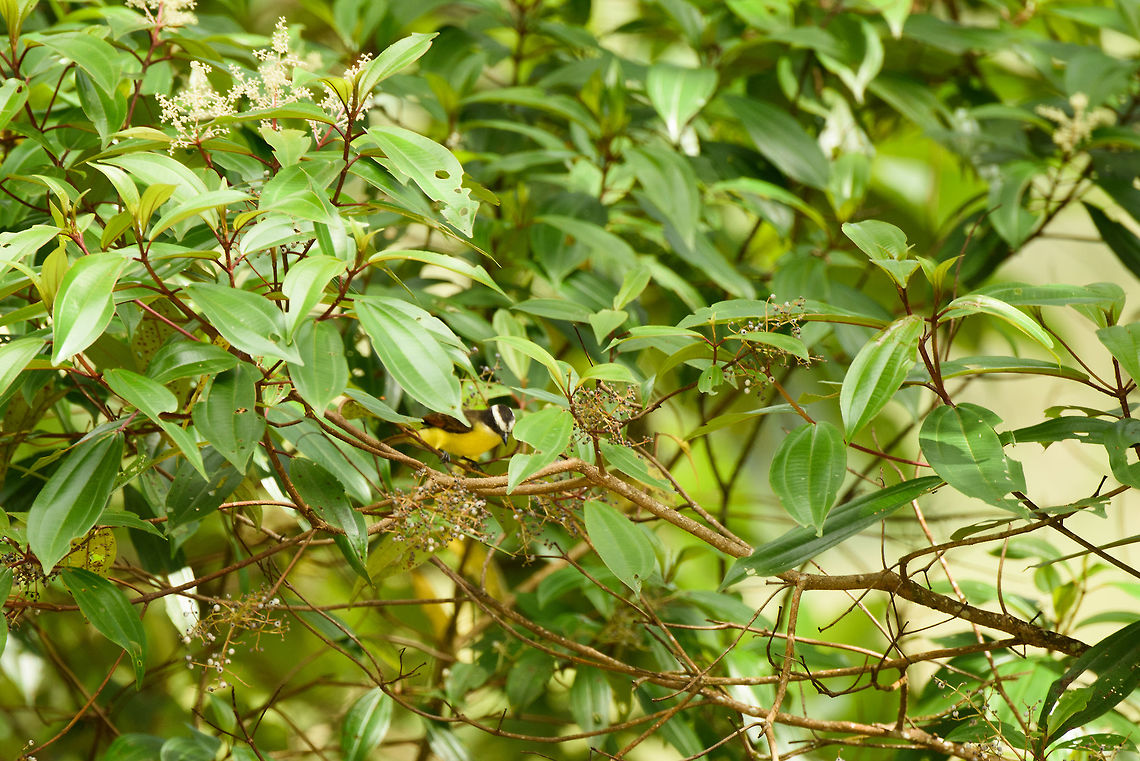Rusty-margined flycatcher, Santa María, Colombia Four birds on our checklist compete for this generic looking bird: <br />
- Rusty-margined Flycatcher<br />
- Social Flycatcher<br />
- Great Kiskadee<br />
- Boat-billed Flycatcher<br />
<br />
The size of this bird narrows it down to the first two, which are hard to distinguish from each other and share similar distribution. I made an educated guess that this is the Rusty-margined flycatcher based on the wings being a bit more rufous than the typical social flycatcher. Boyacá,Colombia,Myiozetetes cayanensis,Rusty-margined flycatcher,Santa María,South America,World