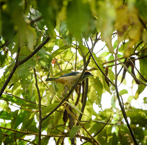 Burnished-buff tanager - II, Santa María, Colombia  Boyacá,Burnished-buff tanager,Colombia,Fall,Geotagged,Santa María,South America,Tangara cayana,World