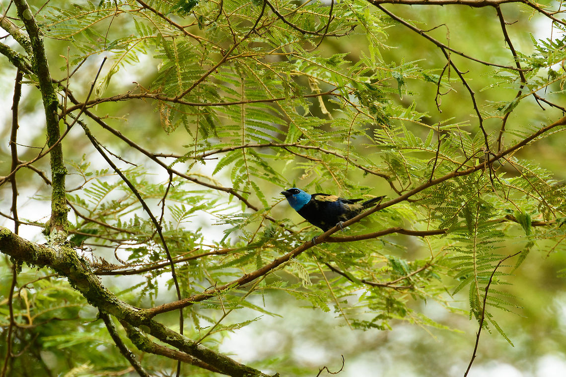 Blue-necked tanager - II, Santa Mar&iacute;a, Colombia One of a few dozen extremely vibrant tanagers that Colombia has to offer. Blue-necked tanager,Boyac&aacute;,Colombia,Santa Mar&iacute;a,South America,Tangara cyanicollis,World