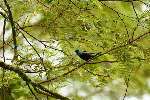 Blue-necked tanager - II, Santa María, Colombia One of a few dozen extremely vibrant tanagers that Colombia has to offer. Blue-necked tanager,Boyacá,Colombia,Santa María,South America,Tangara cyanicollis,World