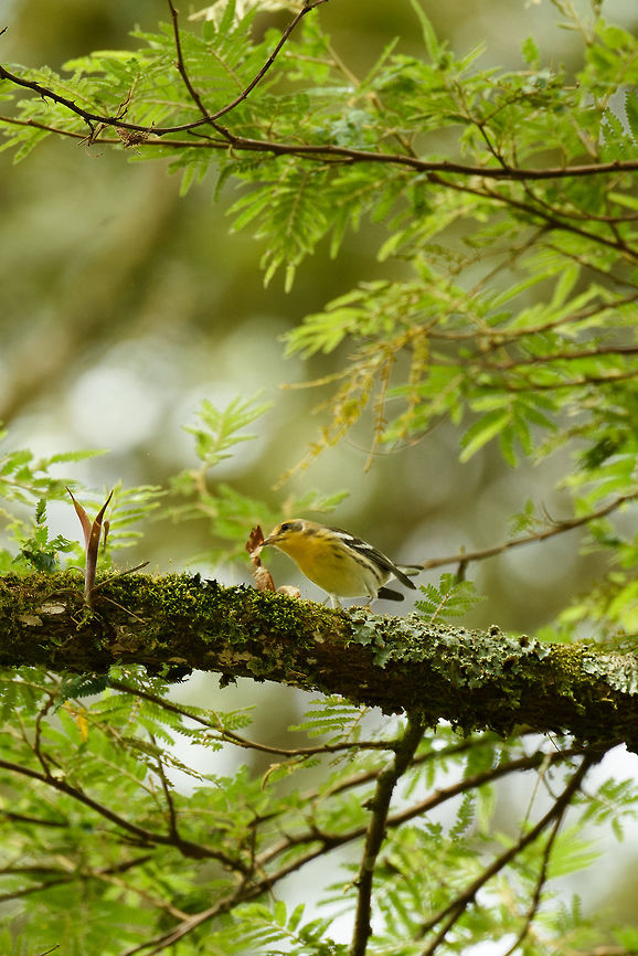 Female Blackburnian Warbler collecting nest material, Santa María, Colombia Closeup/crop:<br />
<figure class="photo"><a href="https://www.jungledragon.com/image/48767/female_blackburnian_warbler_closeup_santa_mara_colombia.html" title="Female Blackburnian Warbler closeup, Santa Mar&iacute;a, Colombia"><img src="https://s3.amazonaws.com/media.jungledragon.com/images/2/48767_thumb.jpg?AWSAccessKeyId=05GMT0V3GWVNE7GGM1R2&Expires=1759968010&Signature=6%2BPjoqf1Zk2z6fY%2BDE02zMiQdMY%3D" width="200" height="134" alt="Female Blackburnian Warbler closeup, Santa Mar&iacute;a, Colombia  Blackburnian warbler,Boyac&aacute;,Colombia,Fall,Geotagged,Santa Mar&iacute;a,Setophaga fusca,South America,World" /></a></figure> Blackburnian warbler,Boyacá,Colombia,Fall,Geotagged,Santa María,Setophaga fusca,South America,World