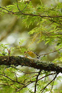 Female Blackburnian Warbler collecting nest material, Santa Mar&iacute;a, Colombia Closeup/crop:
https://www.jungledragon.com/image/48767/female_blackburnian_warbler_closeup_santa_mara_colombia.html Blackburnian warbler,Boyac&aacute;,Colombia,Fall,Geotagged,Santa Mar&iacute;a,Setophaga fusca,South America,World