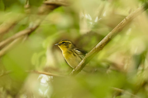 Female Blackburnian Warbler closeup, Santa Mar&iacute;a, Colombia  Blackburnian warbler,Boyac&aacute;,Colombia,Fall,Geotagged,Santa Mar&iacute;a,Setophaga fusca,South America,World