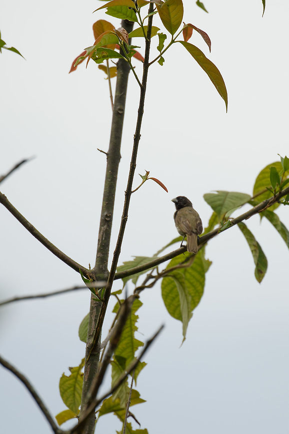 Yellow-bellied seedeater, Santa María, Colombia  Boyacá,Colombia,Fall,Geotagged,Santa María,South America,Sporophila nigricollis,World,Yellow-bellied seedeater