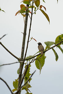 Yellow-bellied seedeater, Santa Mar&iacute;a, Colombia  Boyac&aacute;,Colombia,Fall,Geotagged,Santa Mar&iacute;a,South America,Sporophila nigricollis,World,Yellow-bellied seedeater