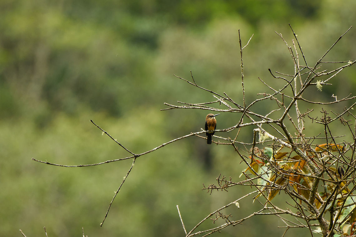 Brown jacamar perched, Santa Mar&iacute;a, Colombia Uncommon to find, it requires luck and/or local knowledge (our guide). Jacamars are related to kingfishers. Their long bills allow them to grab big insects like butterflies and dragonflies without such insects poking its eyes out. Boyac&aacute;,Brachygalba lugubris,Brown jacamar,Colombia,Fall,Geotagged,Santa Mar&iacute;a,South America,World