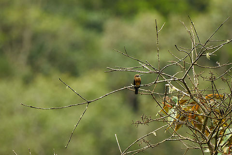 Brown jacamar perched, Santa Mar&iacute;a, Colombia Uncommon to find, it requires luck and/or local knowledge (our guide). Jacamars are related to kingfishers. Their long bills allow them to grab big insects like butterflies and dragonflies without such insects poking its eyes out. Boyac&aacute;,Brachygalba lugubris,Brown jacamar,Colombia,Fall,Geotagged,Santa Mar&iacute;a,South America,World