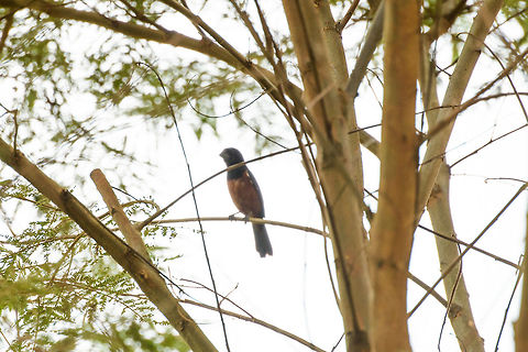 Chestnut-bellied seed finch