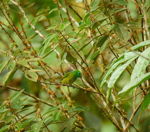 Blue-naped chlorophonia, Santa María, Colombia  Blue-naped chlorophonia,Boyacá,Chlorophonia cyanea,Colombia,Fall,Geotagged,Santa María,South America,World