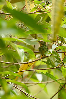 Female Purple honeycreeper front view, Santa Marí, Colombia  Boyacá,Colombia,Cyanerpes caeruleus,Fall,Geotagged,Purple honeycreeper,Santa María,South America,World