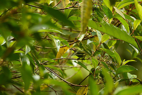Female Purple honeycreeper, Santa María, Colombia One of four honey creepers in Colombia, who all feed mostly on nectar using their curved bill. This is the female (young males look similar), which looks dramatically different from the bright purple male, but still beautiful, in particular the streaks on the chest:
https://www.jungledragon.com/image/48778/female_purple_honeycreeper_front_view_santa_mar_colombia.html Boyacá,Colombia,Cyanerpes caeruleus,Fall,Geotagged,Purple honeycreeper,Santa María,South America,World