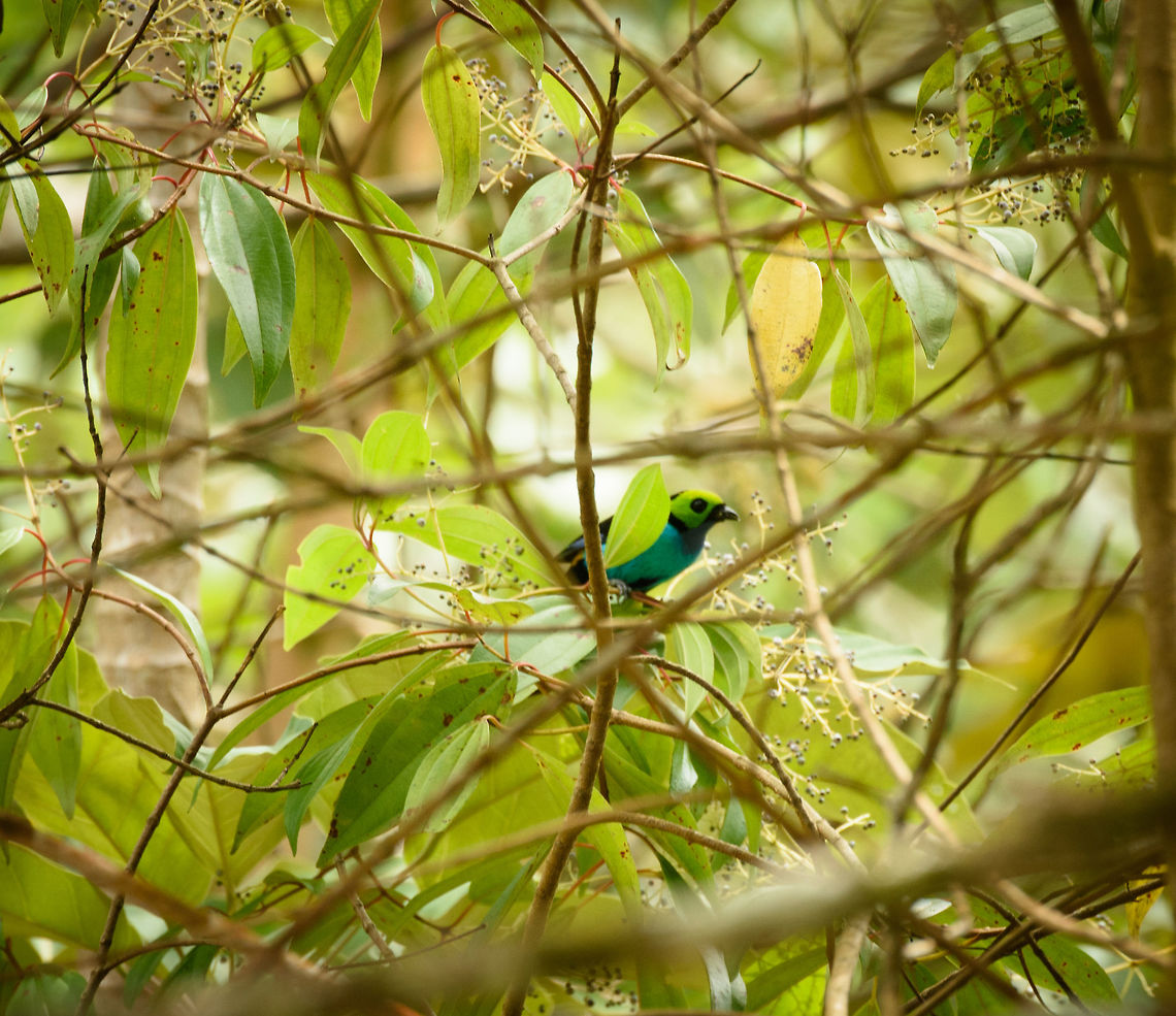 Paradise tanager, Santa María, Colombia First remote view of this brilliantly colored bird in Santa Mar&iacute;a, Colombia. Boyacá,Colombia,Fall,Geotagged,Paradise tanager,Santa María,South America,Tangara chilensis,World