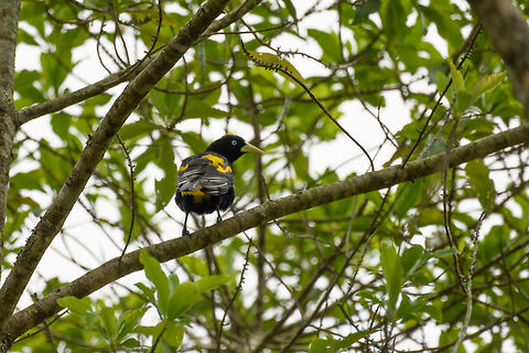 Yellow-rumped Cacique, Santa María, Colombia Ol' blue eyes :) Boyacá,Cacicus cela,Colombia,Fall,Geotagged,Santa María,South America,World,Yellow-rumped Cacique
