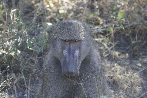 Baboon closeup I see you.  Baboon,Chacma baboon,Kruger,Mammalia,Monkeys,Papio ursinus