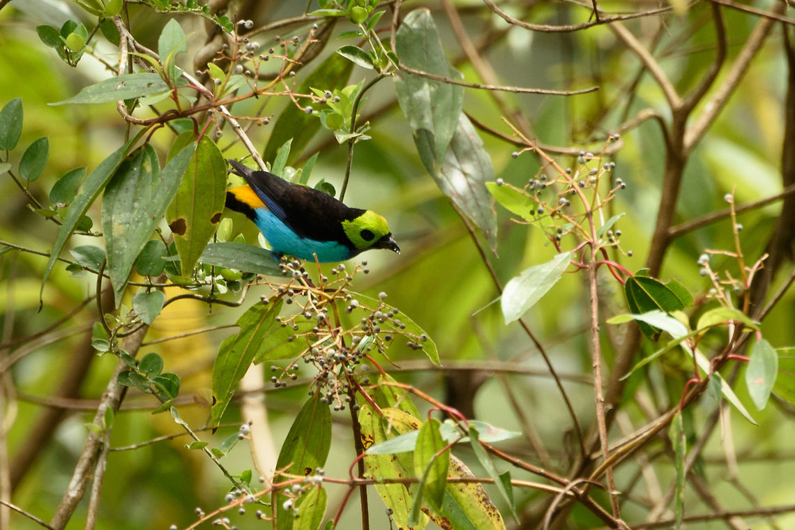 Paradise tanager closeup, Mambita, Santa María, Colombia Very colorful tanager that creates a lot of excitment amidst both guides and tourists. From this angle, you can also see its bright orange bottom. Boyacá,Colombia,Fall,Geotagged,Paradise tanager,Santa María,South America,Tangara chilensis,World