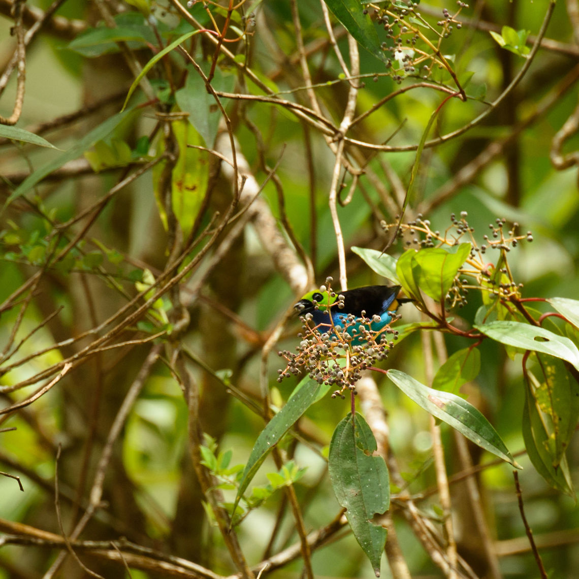 Paradise tanager feeding on fruit, Mambita, Santa María, Colombia  Boyacá,Colombia,Fall,Geotagged,Paradise tanager,Santa María,South America,Tangara chilensis,World