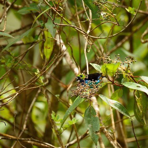 Paradise tanager feeding on fruit, Mambita, Santa Mar&iacute;a, Colombia  Boyac&aacute;,Colombia,Fall,Geotagged,Paradise tanager,Santa Mar&iacute;a,South America,Tangara chilensis,World