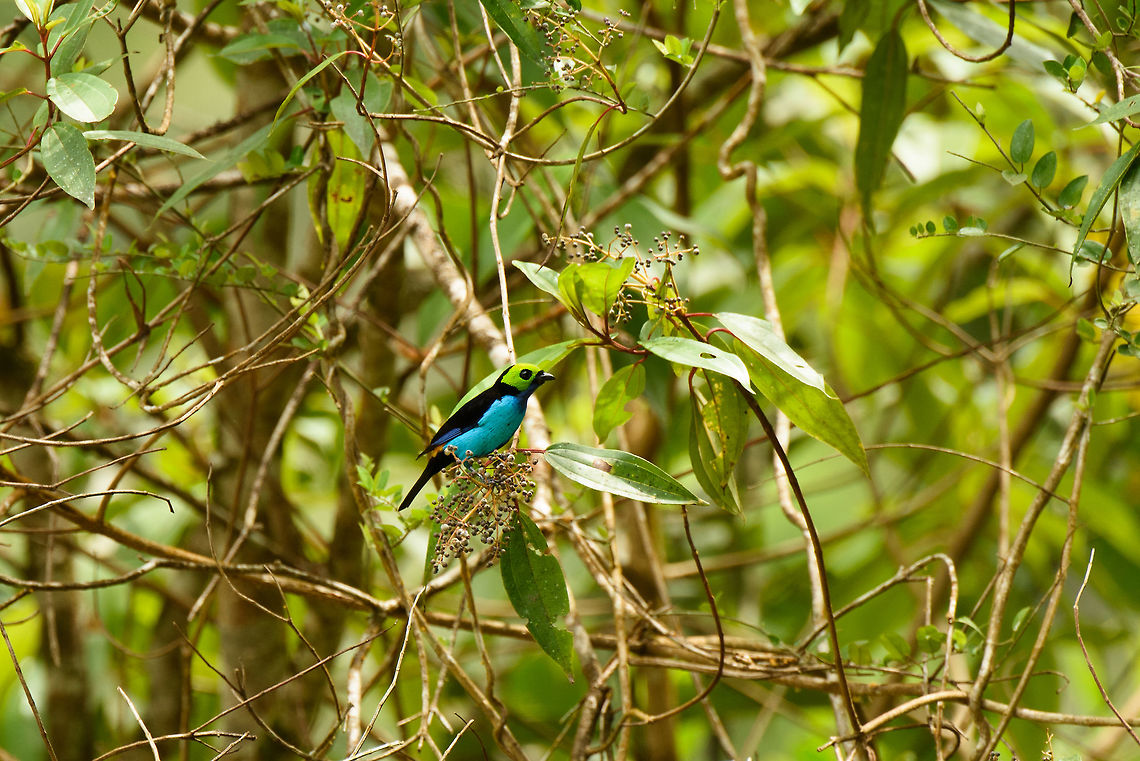 Proud Paradise Tanager, Santa Mar&iacute;a, Mambita, Colombia Typical conversation when seeing this bird: Paradise Tanager. Paradise Tanager! Paradise Tanager!! There there there quick look look! No not there. There there there there quick. Boyac&aacute;,Colombia,Fall,Geotagged,Paradise tanager,Santa Mar&iacute;a,South America,Tangara chilensis,World